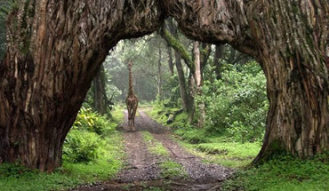 Arusha National Park