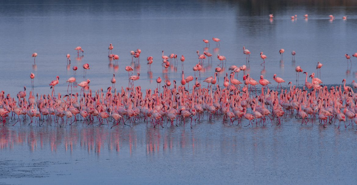 7-Day Kilimanjaro and Serengeti Safari Tanzania