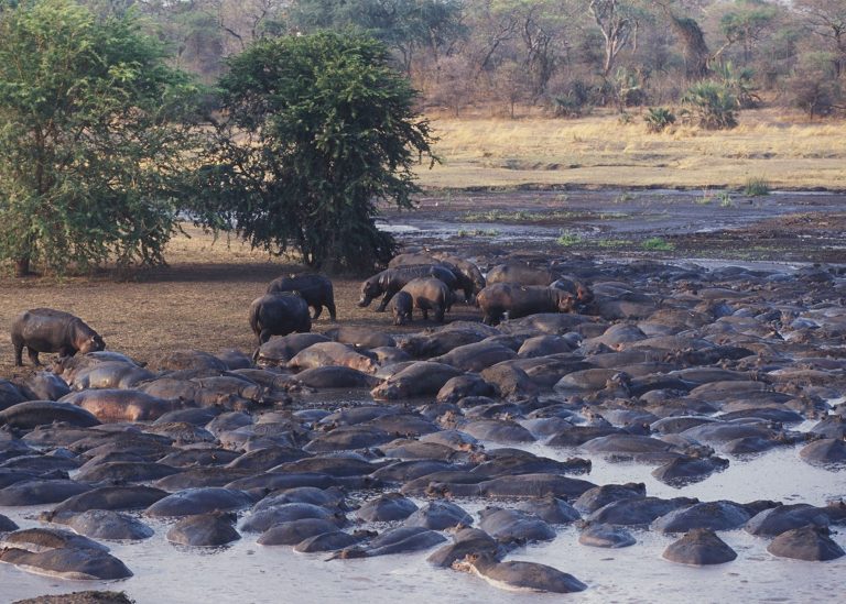Katavi National Park 