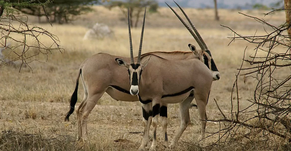 4-Day Tanzania Big Five Safari Expedition