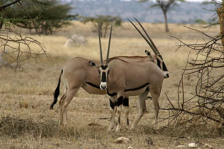 4-Day Tanzania Big Five Safari Expedition