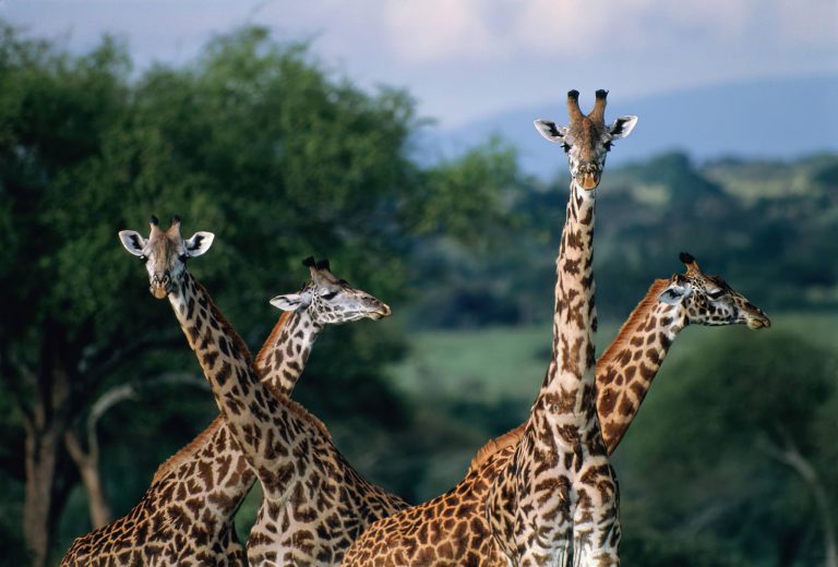 Saadani_National_Park_Giraffe