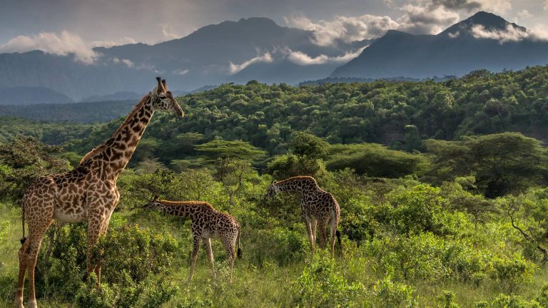 6-Day Tanzania Safari - the Northern Circuit Experience