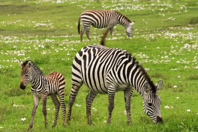 8-Day Tanzania Safari with Zanzibar